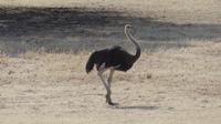 Kgalagadi Park