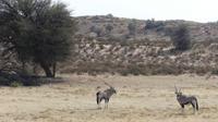 Kgalagadi Park