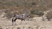 Kgalagadi Park