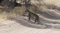 Kgalagadi Park