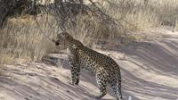 Kgalagadi Park