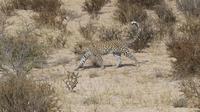 Kgalagadi Park