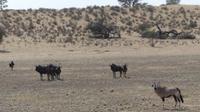 Kgalagadi Park