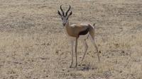 Kgalagadi Park