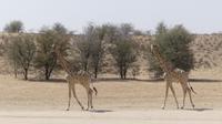 Kgalagadi Park
