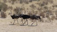 Kgalagadi Park
