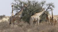 Kgalagadi Park