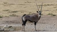 Kgalagadi Park