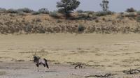 Kgalagadi Park