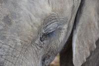 Knysna Elephant Park