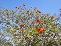 Korallenbaum