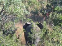 Krüger NP Elefant