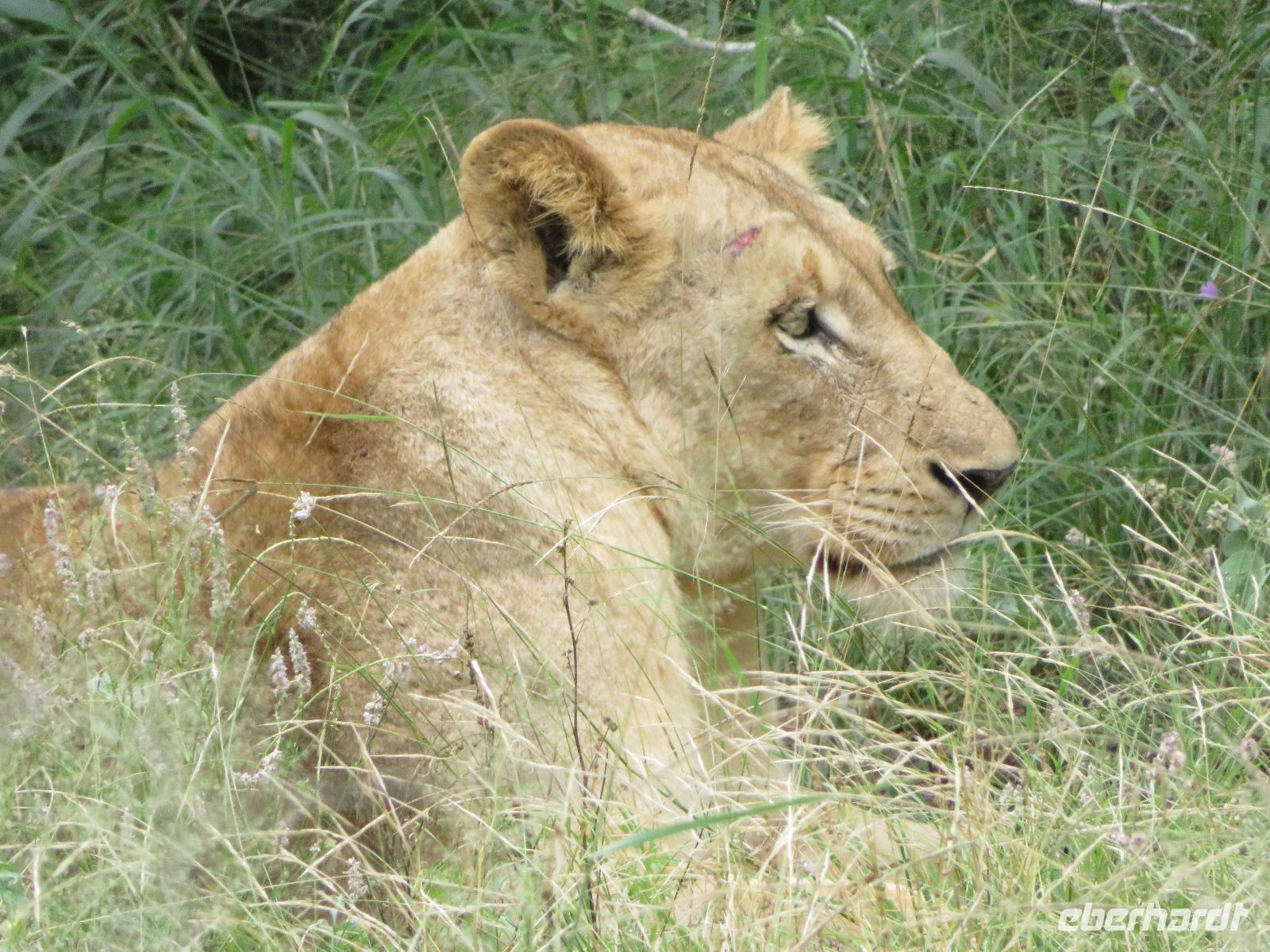 Krüger NP Löwe