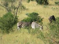 Krüger NP