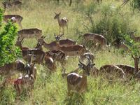 Krüger NP
