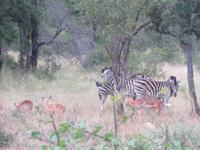 Krüger NP