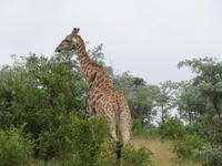 Krüger NP