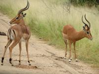 Krüger NP