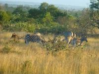Krüger NP