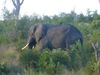 Krüger NP