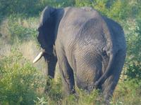 Krüger NP
