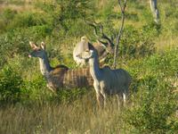 Krüger NP