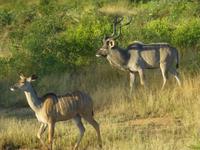 Krüger NP