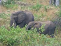 Krüger NP