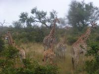 Krüger NP