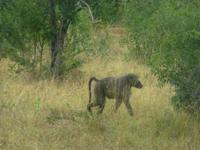 Krüger NP