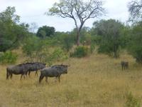 Krüger NP