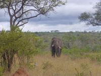 Krüger NP