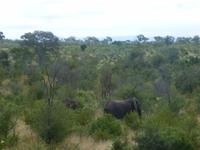 Krüger NP