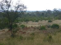 Krüger NP