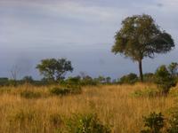 Krüger NP
