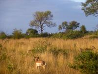 Krüger NP