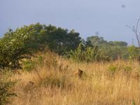 Krüger NP