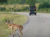 Krüger NP