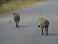 Krüger NP