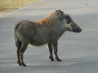 Krüger NP