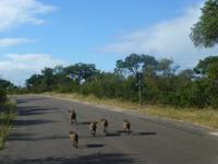 Krüger NP
