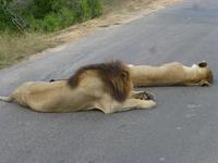 Krüger NP
