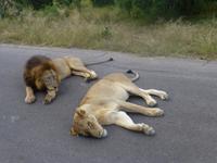 Krüger NP