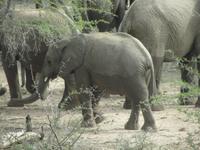 Krüger Nationalpark Elefant