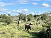 Krüger Nationalpark: Elefantenherde
