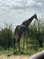 Krüger Nationalpark: Giraffe