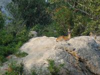 Krüger Nationalpark