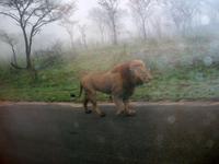 Kruger NP III