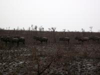 Kruger NP IX
