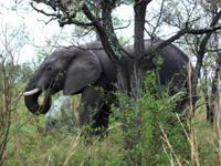 Kruger NP V